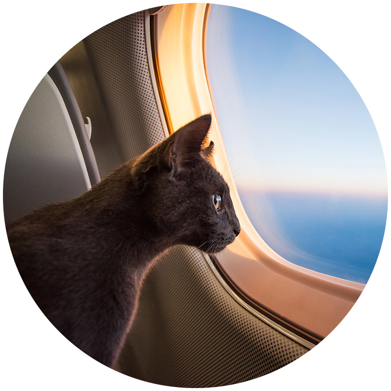 Cat on plane looking out of the window